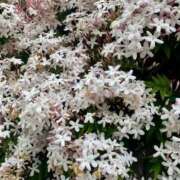 ヒメ日記 2025/05/01 19:45 投稿 りり Second Love（セカンドラブ）