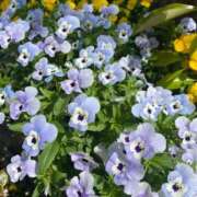 ヒメ日記 2025/05/05 11:55 投稿 りり Second Love（セカンドラブ）