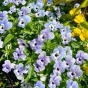 ヒメ日記 2025/05/05 21:28 投稿 りり Second Love（セカンドラブ）