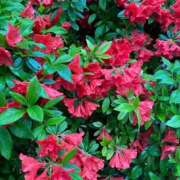 ヒメ日記 2025/05/14 15:38 投稿 りり Second Love（セカンドラブ）