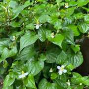 ヒメ日記 2025/05/22 21:19 投稿 りり Second Love（セカンドラブ）