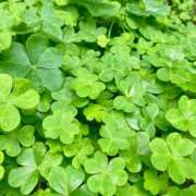 ヒメ日記 2025/05/27 14:00 投稿 りり Second Love（セカンドラブ）