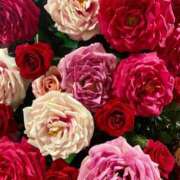 ヒメ日記 2025/06/04 16:43 投稿 りり Second Love（セカンドラブ）