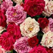 ヒメ日記 2025/06/06 17:22 投稿 りり Second Love（セカンドラブ）