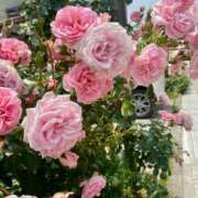 ヒメ日記 2025/06/12 09:36 投稿 りり Second Love（セカンドラブ）