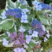 ヒメ日記 2025/06/18 13:09 投稿 りり Second Love（セカンドラブ）