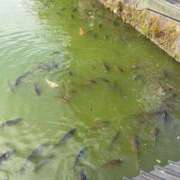 ヒメ日記 2025/06/29 14:49 投稿 りり Second Love（セカンドラブ）