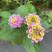 ヒメ日記 2025/07/20 10:46 投稿 りり Second Love（セカンドラブ）