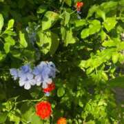 ヒメ日記 2025/07/30 12:01 投稿 りり Second Love（セカンドラブ）