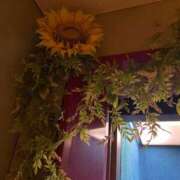 ヒメ日記 2025/08/17 20:40 投稿 りり Second Love（セカンドラブ）