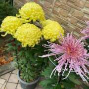 ヒメ日記 2025/11/23 11:09 投稿 りり Second Love（セカンドラブ）