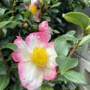 ヒメ日記 2025/11/24 10:29 投稿 りり Second Love（セカンドラブ）