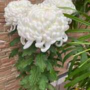 ヒメ日記 2025/11/25 20:46 投稿 りり Second Love（セカンドラブ）