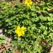 りり 天気よい！ Second Love（セカンドラブ）