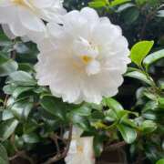 りり 今日は15時から！ Second Love（セカンドラブ）