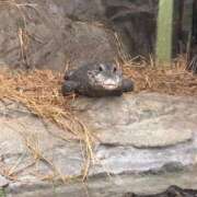 ヒメ日記 2026/01/24 19:07 投稿 りり Second Love（セカンドラブ）