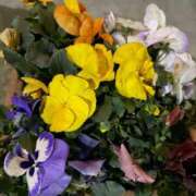 ヒメ日記 2026/03/11 13:22 投稿 りり Second Love（セカンドラブ）