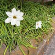 ヒメ日記 2026/03/20 11:44 投稿 りり Second Love（セカンドラブ）