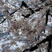 ヒメ日記 2026/03/27 13:53 投稿 りり Second Love（セカンドラブ）