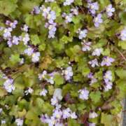 ヒメ日記 2026/03/27 18:08 投稿 りり Second Love（セカンドラブ）