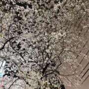 ヒメ日記 2026/04/03 20:18 投稿 りり Second Love（セカンドラブ）