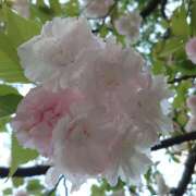 ヒメ日記 2025/04/21 20:06 投稿 せな 錦糸町人妻セレブリティ（ユメオト）