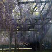 ヒメ日記 2025/05/20 19:10 投稿 せな 錦糸町人妻セレブリティ（ユメオト）