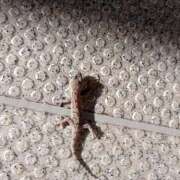 ヒメ日記 2025/11/23 20:57 投稿 せな 錦糸町人妻セレブリティ（ユメオト）