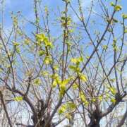 ヒメ日記 2025/04/06 11:00 投稿 こころ 池袋おかあさん