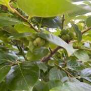 ヒメ日記 2025/06/15 08:54 投稿 こころ 池袋おかあさん