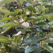 ヒメ日記 2025/06/29 08:59 投稿 こころ 池袋おかあさん