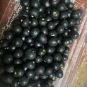 ヒメ日記 2025/09/09 12:45 投稿 こころ 池袋おかあさん