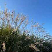 ヒメ日記 2025/11/01 07:36 投稿 こころ 池袋おかあさん