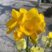 ヒメ日記 2026/03/30 08:16 投稿 こころ 池袋おかあさん