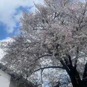 ヒメ日記 2026/04/11 15:24 投稿 こころ 池袋おかあさん