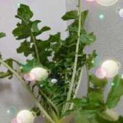 ヒメ日記 2024/12/13 20:46 投稿 まゆ 熟女家 京橋店