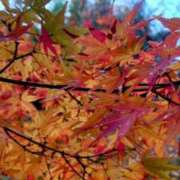 ヒメ日記 2024/12/14 20:46 投稿 まゆ 熟女家 京橋店