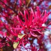 ヒメ日記 2025/04/16 19:16 投稿 まゆ 熟女家 京橋店