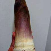 ヒメ日記 2025/04/25 20:06 投稿 まゆ 熟女家 京橋店