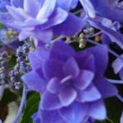 ヒメ日記 2025/04/26 18:06 投稿 まゆ 熟女家 京橋店