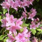 ヒメ日記 2025/05/18 20:30 投稿 まゆ 熟女家 京橋店