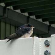 ヒメ日記 2025/05/25 20:16 投稿 まゆ 熟女家 京橋店