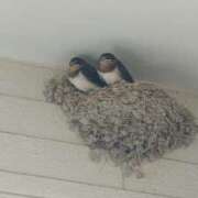 ヒメ日記 2025/07/24 20:26 投稿 まゆ 熟女家 京橋店