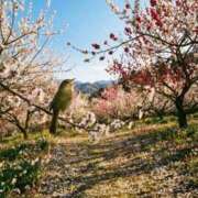 まゆ スキ♡な圧力と、キライ💧な圧力 熟女家 京橋店