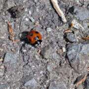 ヒメ日記 2026/04/22 13:26 投稿 まゆ 熟女家 京橋店