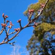 ヒメ日記 2025/01/23 11:02 投稿 ここみ モアグループ神栖人妻花壇