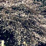 ヒメ日記 2025/03/07 00:24 投稿 ここみ モアグループ神栖人妻花壇