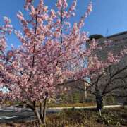 ヒメ日記 2025/03/10 08:14 投稿 ここみ モアグループ神栖人妻花壇