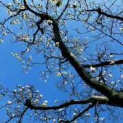 ヒメ日記 2025/03/14 12:43 投稿 ここみ モアグループ神栖人妻花壇