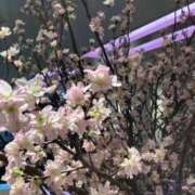 ヒメ日記 2025/03/16 11:43 投稿 ここみ モアグループ神栖人妻花壇